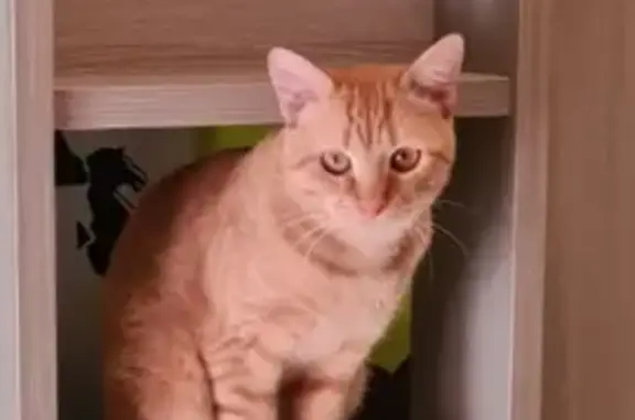 Chat roux tigré disparu à Perpignan - photo