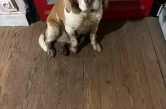 Beagle trouvé à Saint-Martin-Boulogne - photo