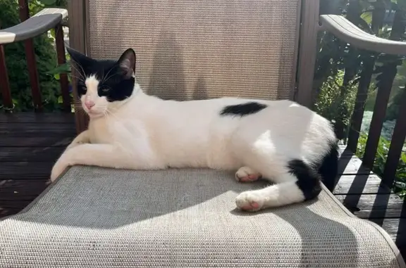 Lost Cat: White/Black, Meadow Lane