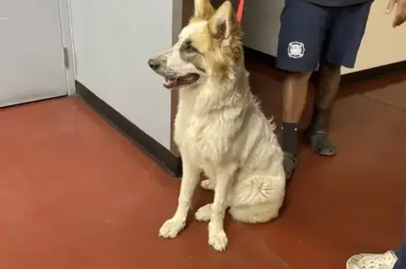 Found: Sweet, Trained Pup in Phoenix