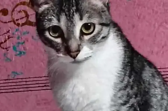 Gatita Gris y Blanca Perdida e...