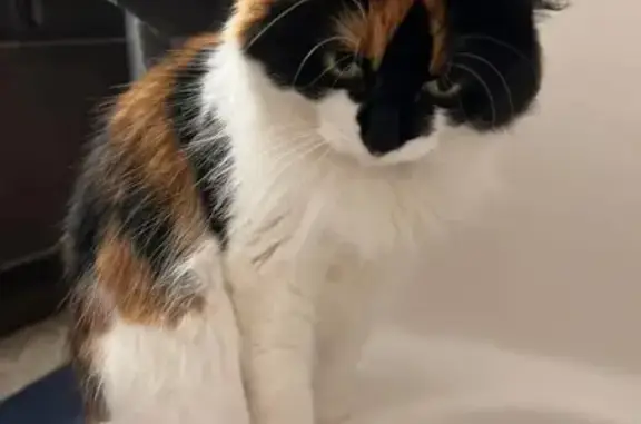 Lost Calico Cat: Brianna Dr, Sartell