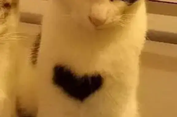 Animaux perdus Cholet, photo: Chat européen noir et blanc disparu