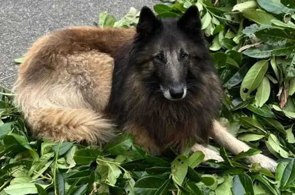 Chien perdu Cléden-Poher, photo : Berger belge perdu, collier rouge, Cléden-Poher