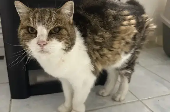 Chatte trouvée, poil emmêlé à Valbonne - photo