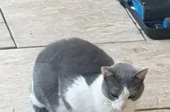 Chat européen blanc/gris trouvé à Antibes - photo
