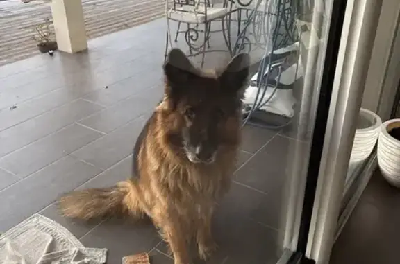 Berger allemand trouvé à Trélissac - photo