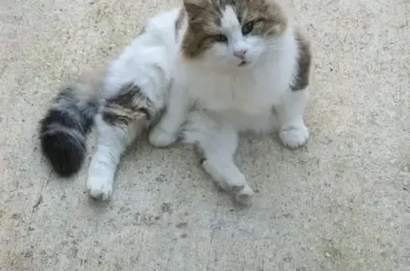 Animaux perdus Angoulême, photo: Milou, chat norvégien perdu à Angoulême