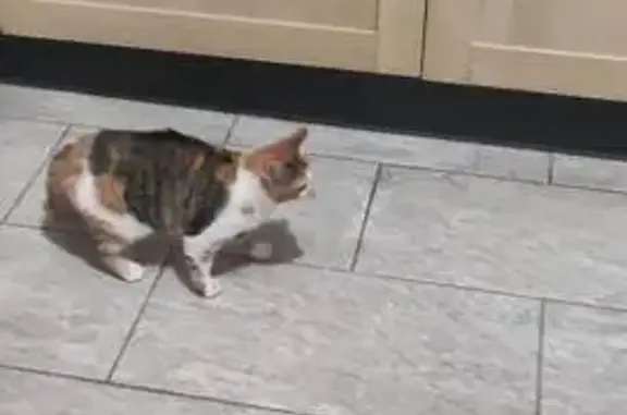Animaux trouvés Péroy-les-Gombries, photo: Jeune chat tricolore trouvé à Péroy