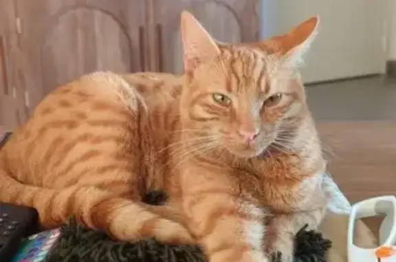 Chat roux trouvé près de la gare d'Angers - photo