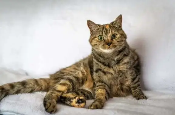 Chatte tigrée perdue à Narbonne - photo