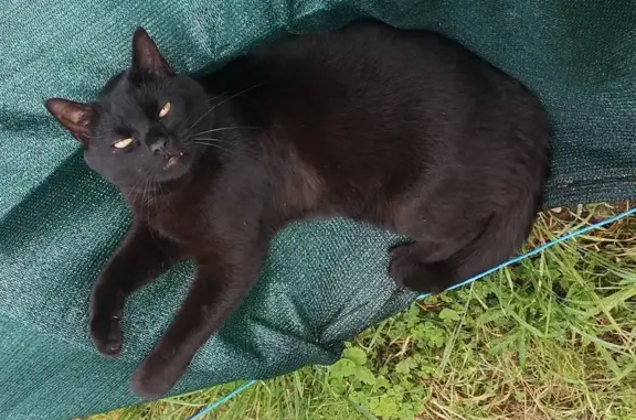 Chat noir Salem perdu à Gièvres - photo