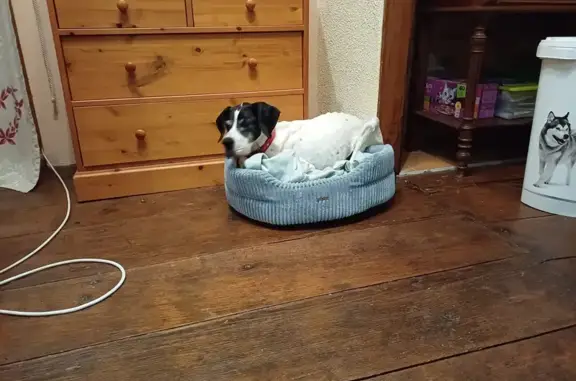 Chien perdu Monein, photo : Chienne pointer 14 ans disparue à Monein