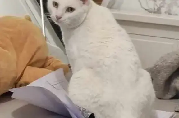 Chat perdu, Châlons-en-Champagne, photo: Chat blanc 3 ans perdu à Châlons-en-Champagne