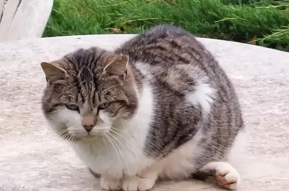 Chat trouvé Villebarou, photo: Chat blessé trouvé à Villebarou