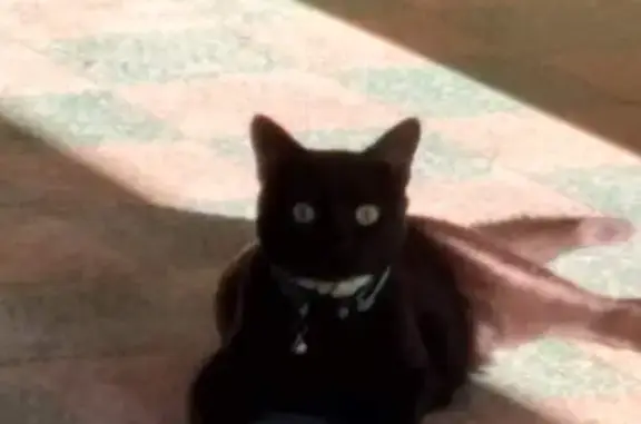 Chatte noire disparue à Néfiach - photo