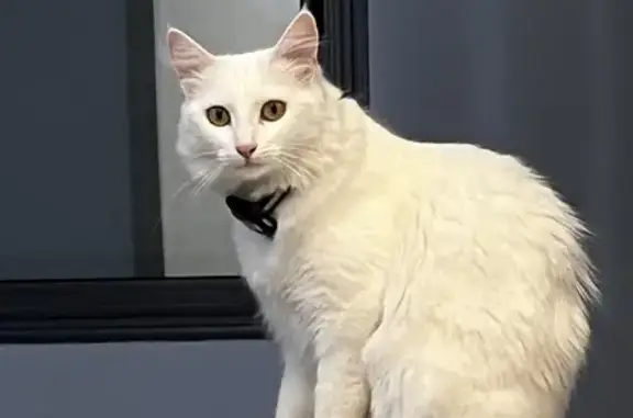 Animaux perdus Moret-Loing-et-Orvanne, photo: Chat perdu Rue des Bois, Moret-Loing