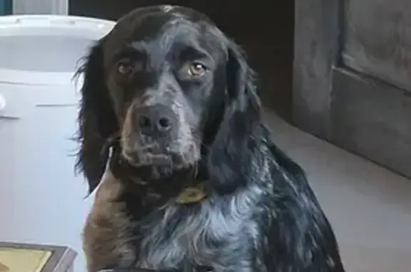 Chien perdu , photo : Chien perdu à Scolca depuis le 8/12