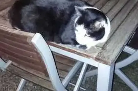 Chat européen noir et blanc perdu à Besançon - photo
