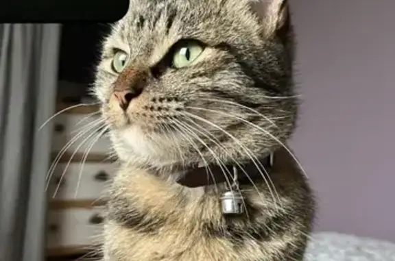 Animaux perdus Montoir-de-Bretagne, photo: Chat tigré perdu à Montoir-de-Bretagne