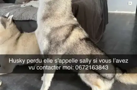 Husky perdu à Bogard, Hénon - photo