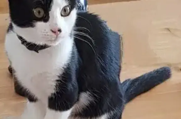 Animaux perdus , photo: Chat européen noir et blanc disparu