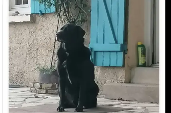 Animaux perdus , photo: Labrador noir perdu à Le Vaumain