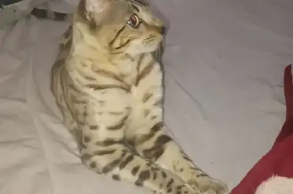 Animaux perdus Le Blanc-Mesnil, photo: Chat Bengal crème disparu au Blanc-Mesnil