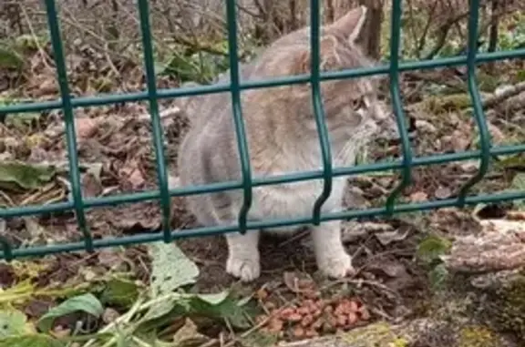 Chat aperçu au parc de Miribel le 12/12/24 - photo