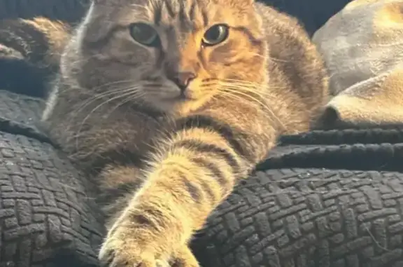 Help Find Wynter: Beloved Tabby Missing