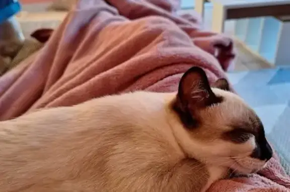 Animaux perdus , photo: Chat siamois 8 mois perdu à Saint-Antoine