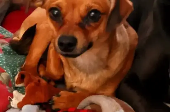 Lost Chihuahua Mix: Olly in Colorado Springs