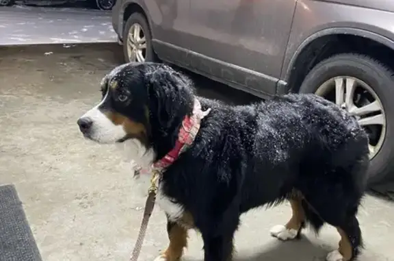 Lost Bernese Mountain Dog on Bradbury Rd