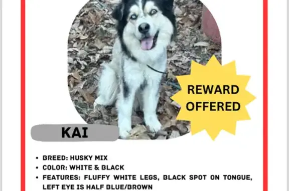 Lost Husky/Malamute: Kiki, Blue Eyes