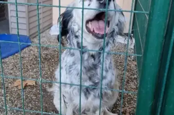 Chienne setter trouvée à Clairac - photo