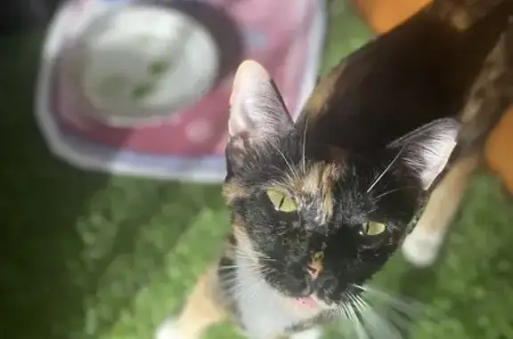 Lost Calico Cat: Sweet & Microchipped