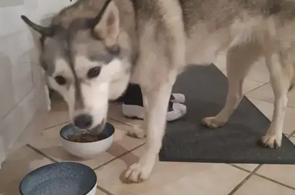 Animaux trouvés Mours-Saint-Eusèbe, photo: Husky femelle trouvée à Mours-Saint-Eusèbe