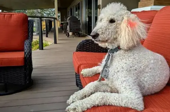 Lost White Labradoodle: Friendly & Playful!