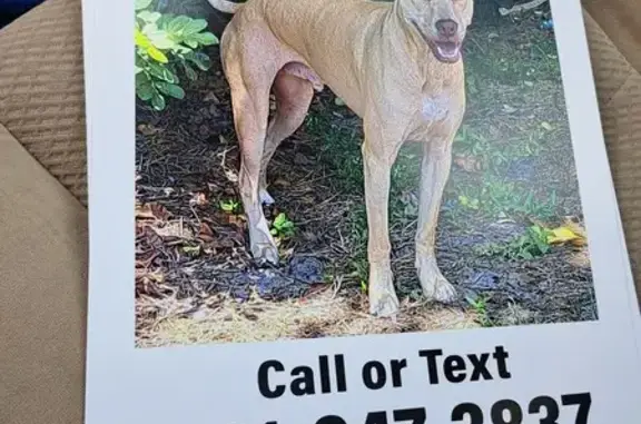 Lost Dog: Light Brown Male, 55lbs, Melbourne