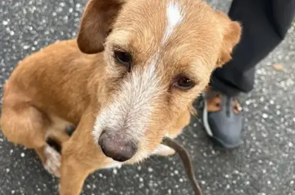 Chien trouvé , photo: Chienne suit randonneurs à Trémons