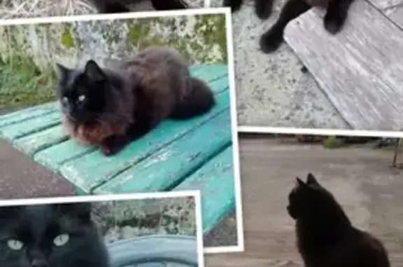 Chat noir perdu à Montrevault-sur-Èvre - photo