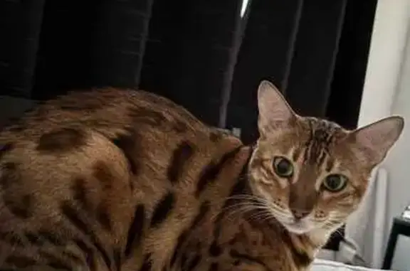 Missing Brown/Gold Cat Near Humber - Help!