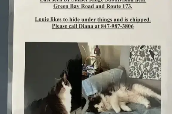 Lost Cat on 27th St, Zion - Help Find!