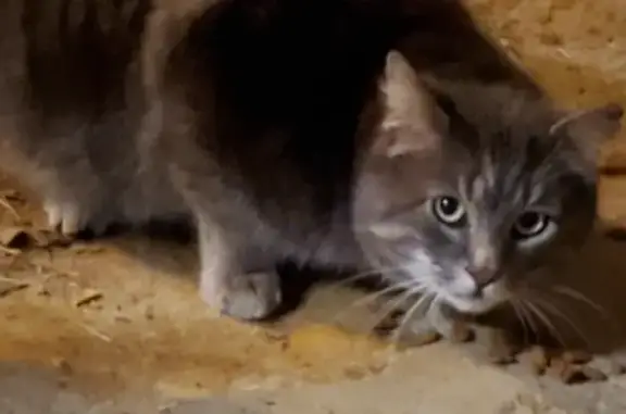 Lost Grey Barn Cat in Myersville Area