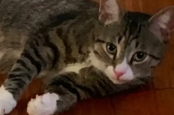 Lost Tabby Tuxedo Cat in Dover - Help!