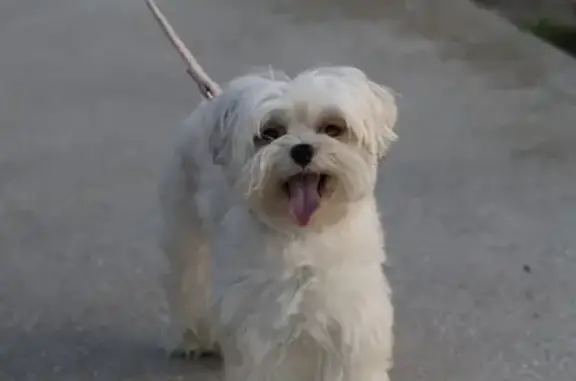 Lost Beige Maltese in Orlando - Help!