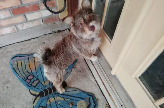 Lost Dog Found on Synott Road, Houston