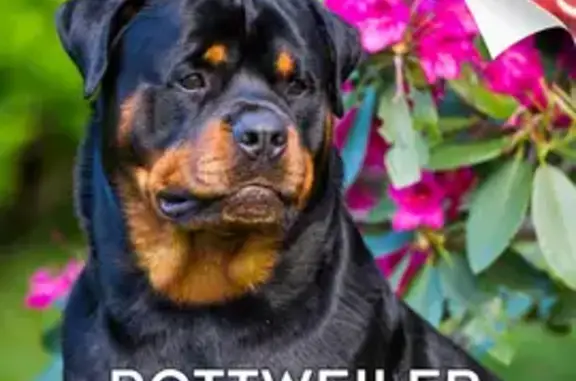 Found: 2 Rottweilers on Elvin Drive