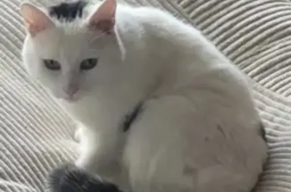 Chat européen perdu à Ajaccio - photo