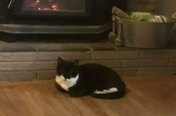 Lost Tuxedo Cat on Crosshill Rd! Help!